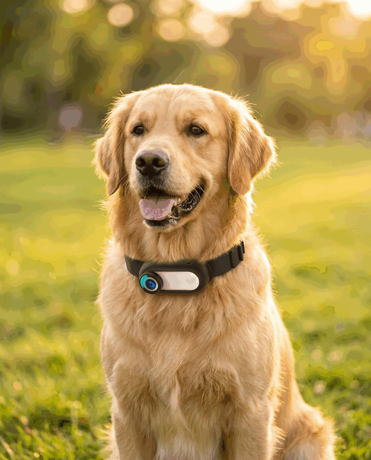 Golden retriever at the park